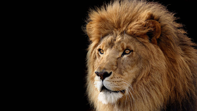 Lion long mane black background #4 free wallpaper for desktop - medium preview image
