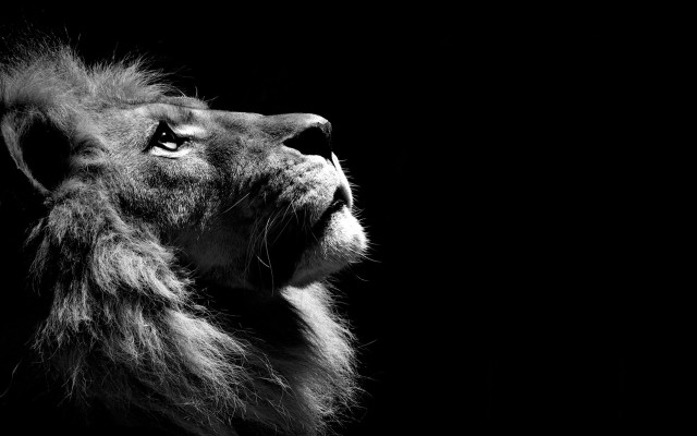 Lion looking up black background #2 free wallpaper for desktop - medium preview image