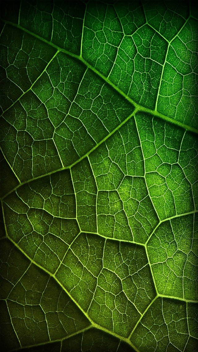Green leaf macro bokeh nature free wallpaper for mobile - medium preview image