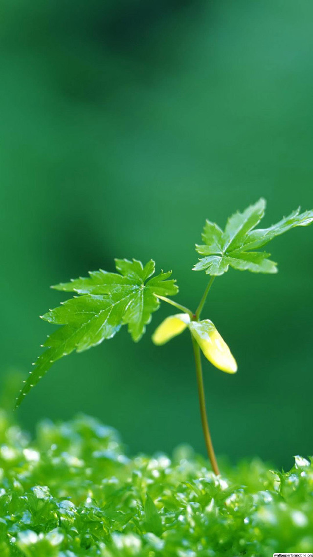 Small plant yellow flower grass free wallpaper for mobile - medium preview image