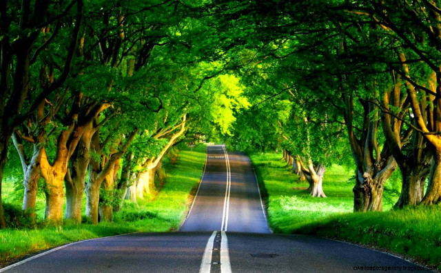 Road trees grass surrounded nature #2 free wallpaper for desktop - medium preview image