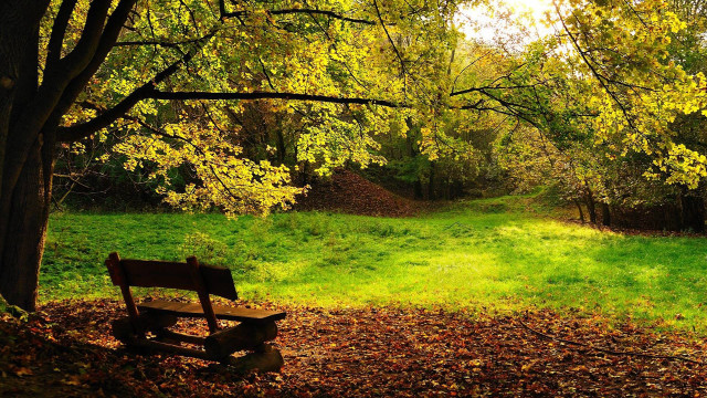 Autumn grassy park bench trees free wallpaper for desktop - medium preview image
