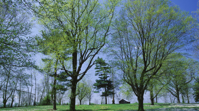 Park trees tent blue sky free wallpaper for desktop - medium preview image
