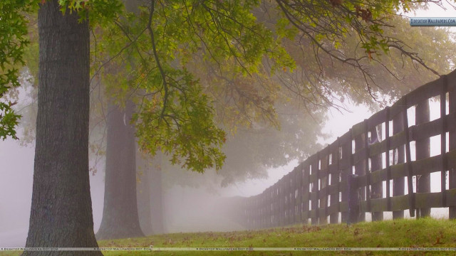Fence fog trees field leaves free wallpaper for desktop - medium preview image