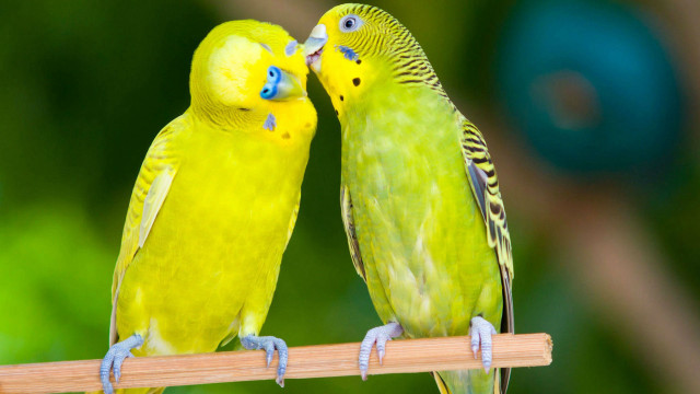 Two yellow parakeets kissing on #2 free wallpaper for desktop - medium preview image