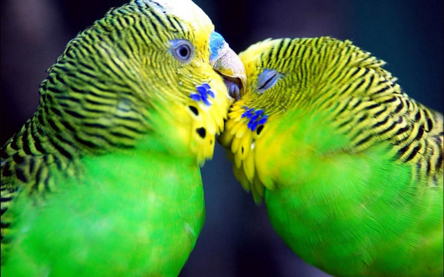 Two green birds kissing perch #2 free wallpaper for desktop - medium preview image