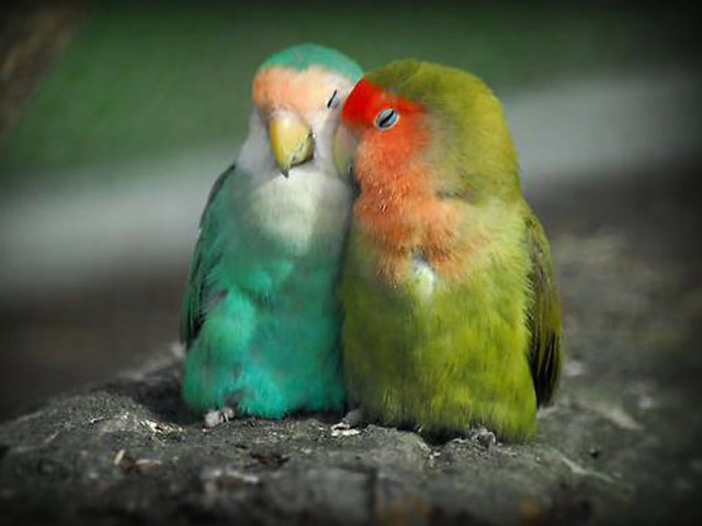 Two colorful birds rock romantic free wallpaper for desktop - medium preview image