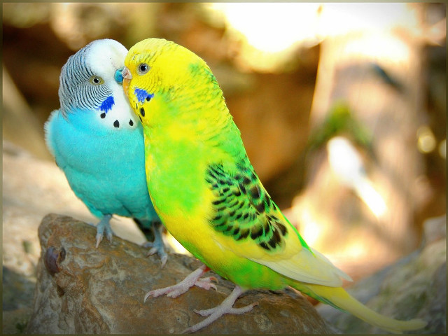 Colorful birds rock kissing holography free wallpaper for desktop - medium preview image