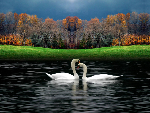 Swan swimming water grassy area free wallpaper for desktop - medium preview image