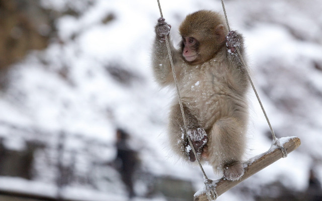 Monkey hanging rope snow person free wallpaper for desktop - medium preview image