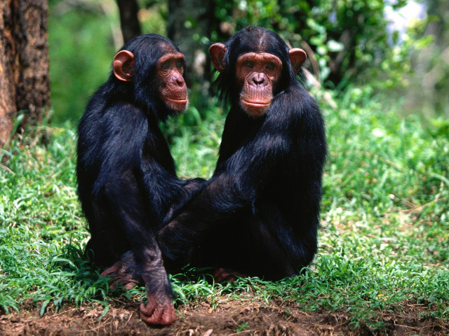 Chimpanzees sitting grass trees background free wallpaper for desktop - medium preview image