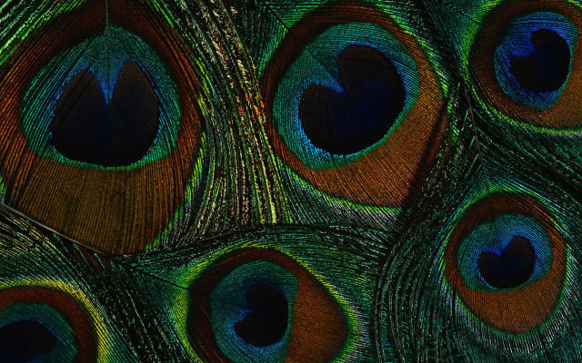 Peacock feathers macro holography mystical free wallpaper for desktop - medium preview image