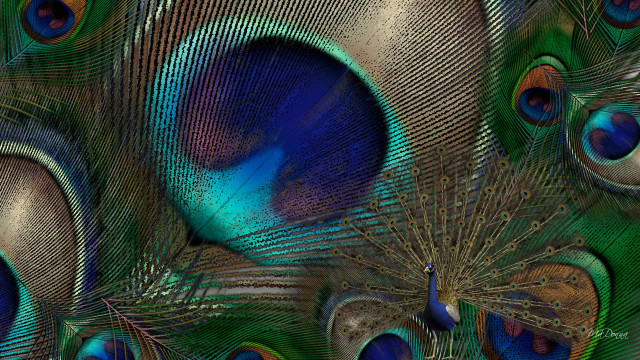 Peacock feathers closeup blue background free wallpaper for desktop - medium preview image