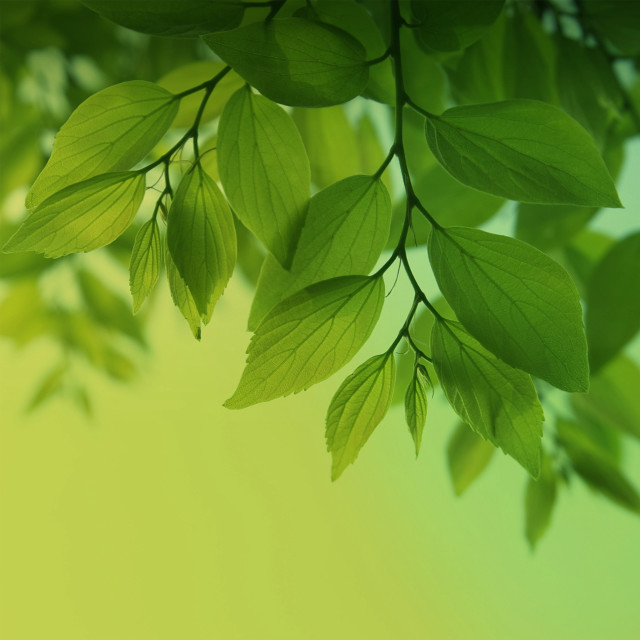 Green leafy branch yellow background free wallpaper for tablet - medium preview image