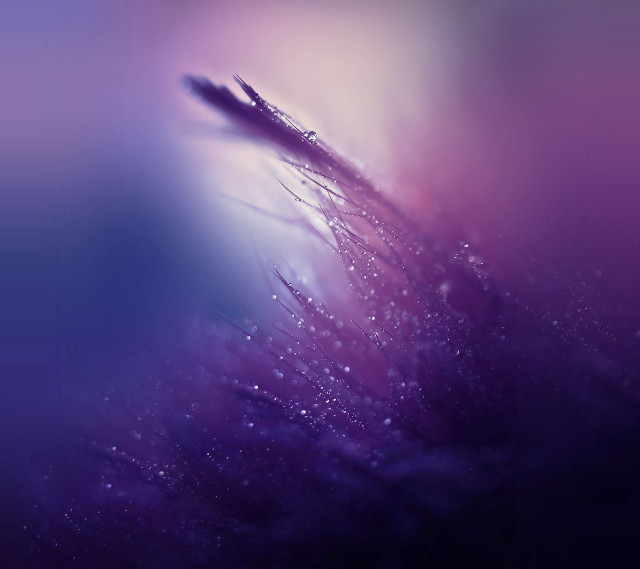 Purple flower water droplets blurry #2 free wallpaper for tablet - medium preview image
