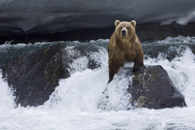 Brown bear rock river stormy free wallpaper for desktop - medium preview image