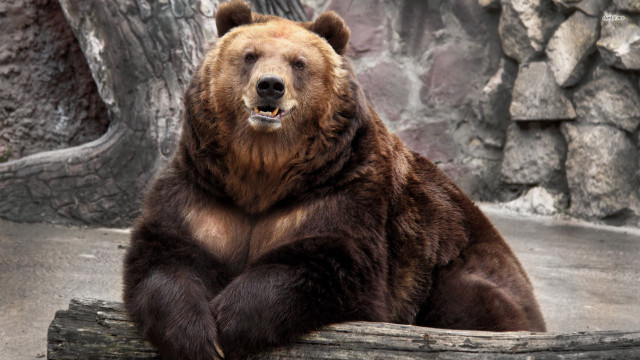 Brown bear sitting log zoo free wallpaper for desktop - medium preview image