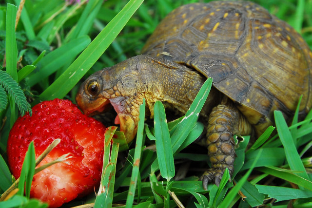 Turtle eating strawberry grass head free wallpaper for desktop - medium preview image
