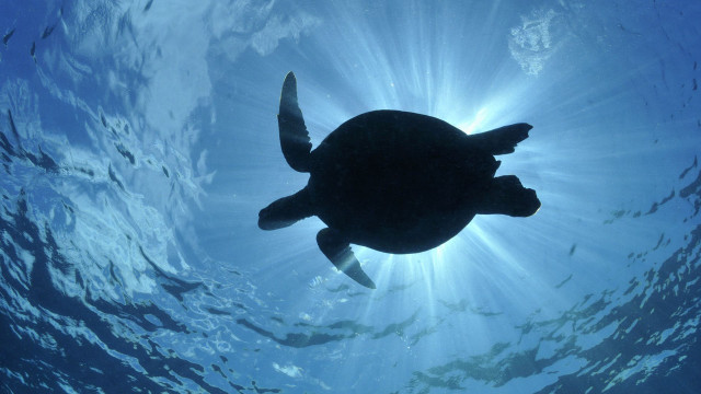 Turtle swimming ocean sunlight fish free wallpaper for desktop - medium preview image