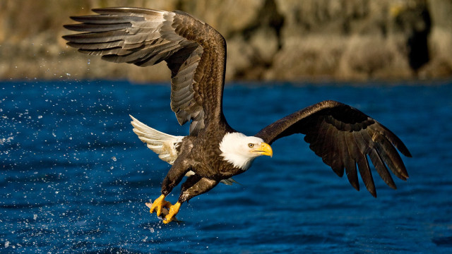 Bald eagle landing water wings free wallpaper for desktop - medium preview image