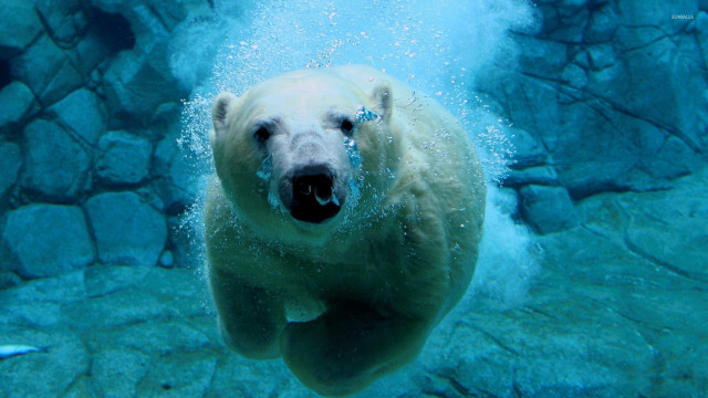 Polar bear swimming water rocks #2 free wallpaper for desktop - medium preview image
