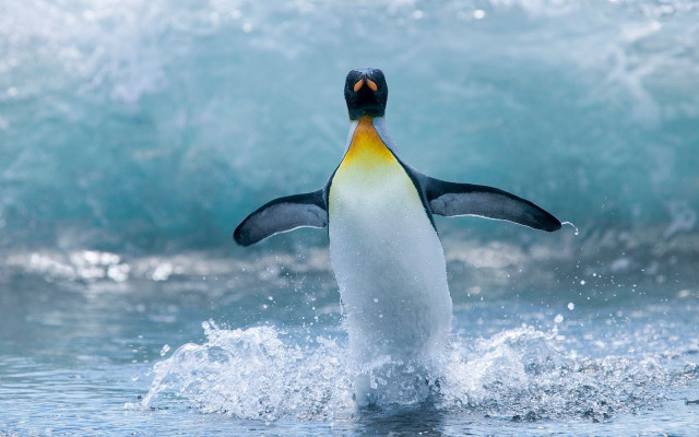 Penguin jumping water ocean waves free wallpaper for desktop - medium preview image