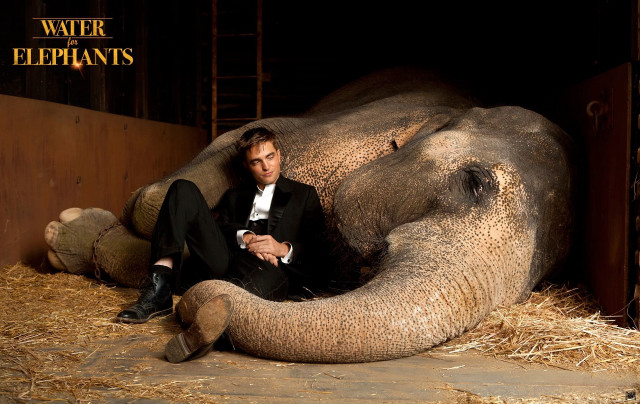 Man tuxedo elephant sitting crossed free wallpaper for desktop - medium preview image