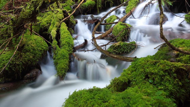 Small waterfall moss tree branch free wallpaper for desktop - medium preview image