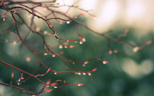 Branch water drops leaf blurry free wallpaper for desktop - medium preview image