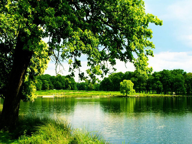Lake surrounded trees grass blue free wallpaper for desktop - medium preview image