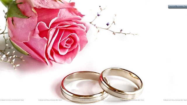 Wedding rings rose white background free wallpaper for desktop - medium preview image