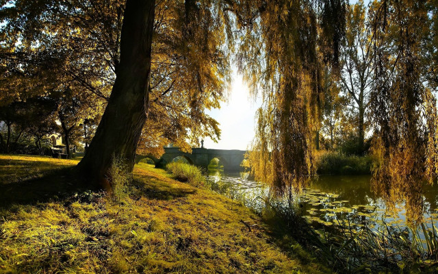 Tree yellow leaves water house free wallpaper for desktop - medium preview image