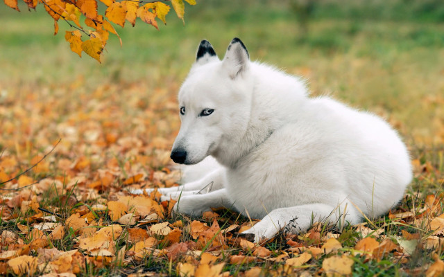 White dog leaves field yellow free wallpaper for desktop - medium preview image