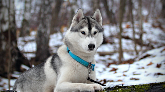 Husky forest snow winter blurry free wallpaper for desktop - medium preview image