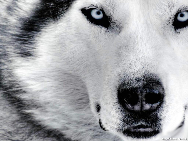 Dog blue eyes nose ring #2 free wallpaper for desktop - medium preview image