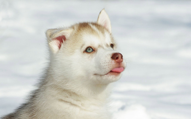 Husky blue eyes snow tongue free wallpaper for desktop - medium preview image