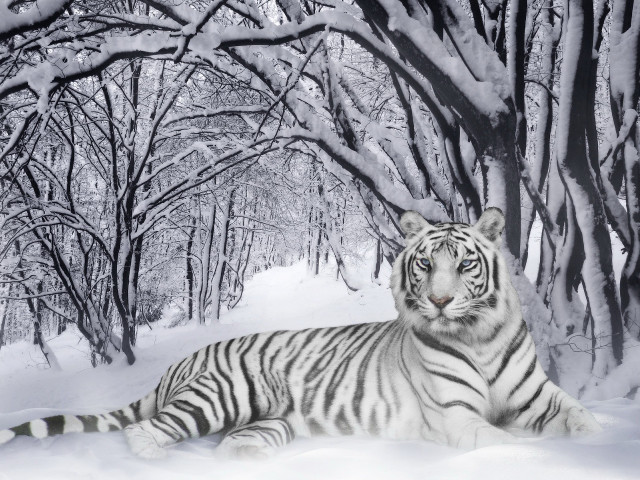 White tiger snow trees ground free wallpaper for desktop - medium preview image