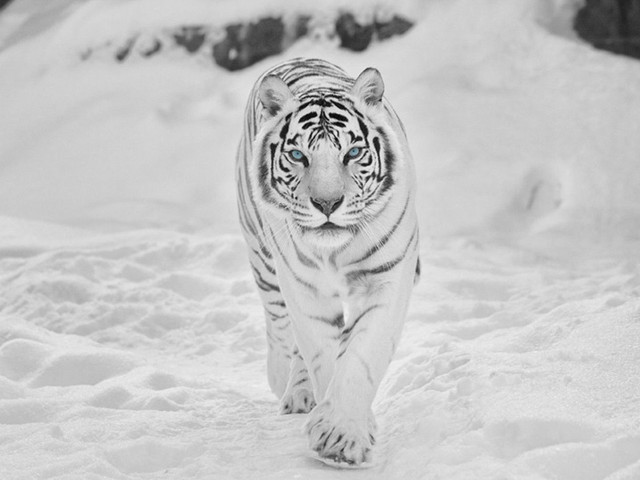 White tiger snow black white free wallpaper for desktop - medium preview image