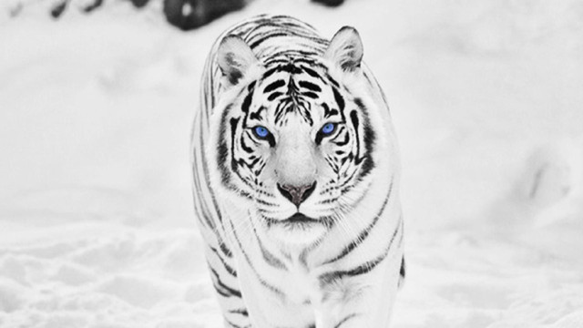 White tiger blue eyes snow free wallpaper for desktop - medium preview image