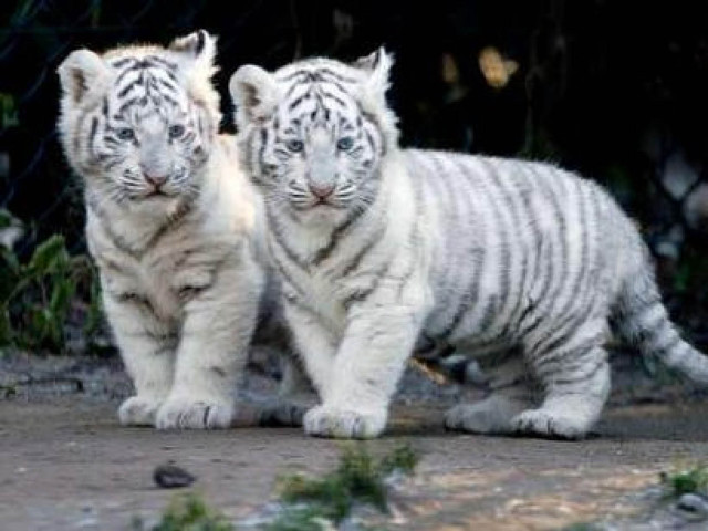 Two white tiger cubs walking free wallpaper for desktop - medium preview image