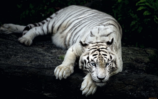White tiger rock dark eyes free wallpaper for desktop - medium preview image