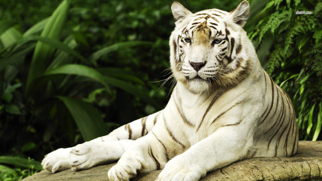 White tiger laying rock forest free wallpaper for desktop - medium preview image