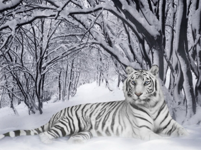 White tiger snow trees ground #2 free wallpaper for desktop - medium preview image