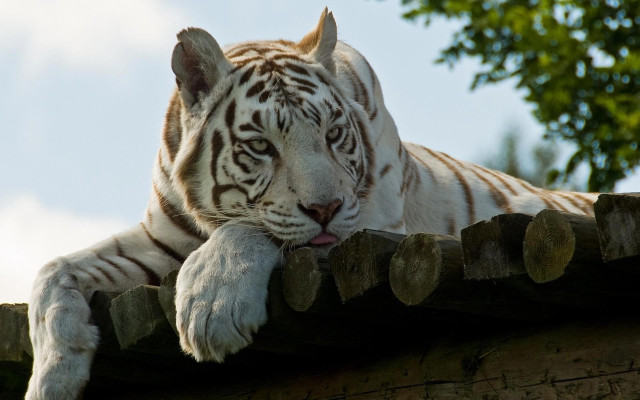 White tiger wooden roof tree free wallpaper for desktop - medium preview image