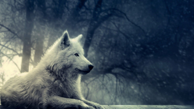 White wolf wooden ledge forest #2 free wallpaper for desktop - medium preview image