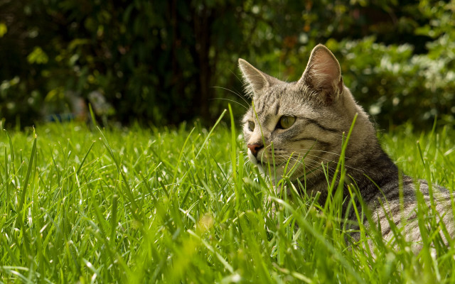 Cat laying grass looking distance free wallpaper for desktop - medium preview image