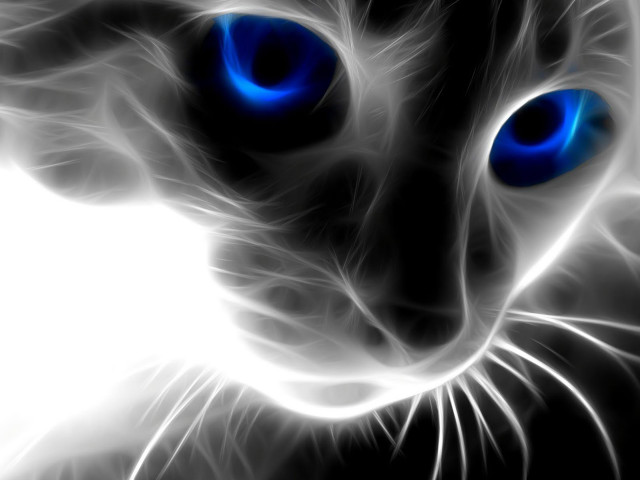Black white cat blue eyes #3 free wallpaper for desktop - medium preview image