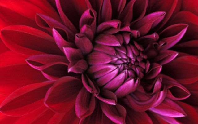 Red flower black white green free wallpaper for desktop - medium preview image