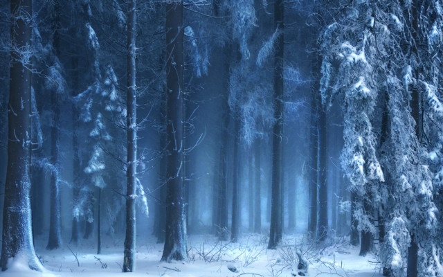 Snowy forest trees snow ground free wallpaper for desktop - medium preview image