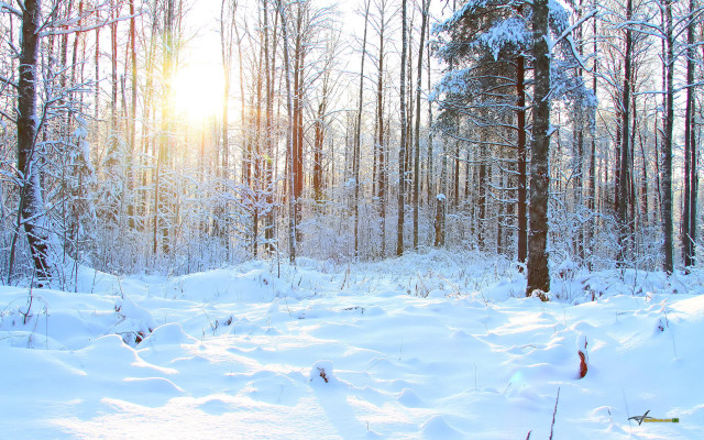 Snow covered forest trees skiing free wallpaper for desktop - medium preview image